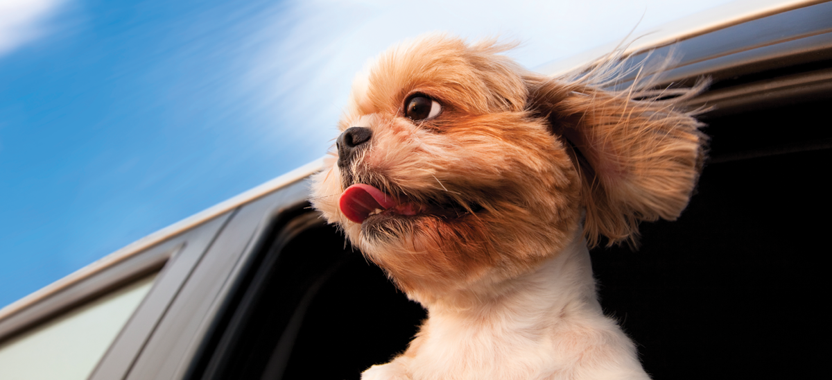 Dog Car Wind In Hair
