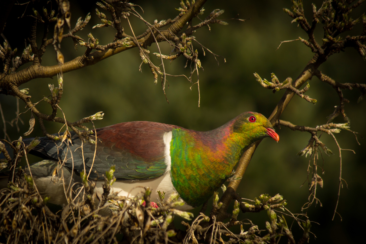 Kekeru Wood Pigeon